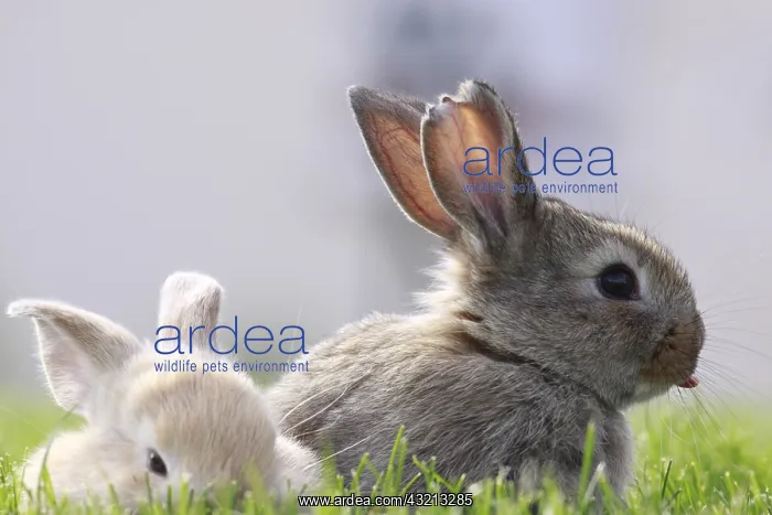 : Young domestic rabbits in grass France : Young domestic rabbits in grass France