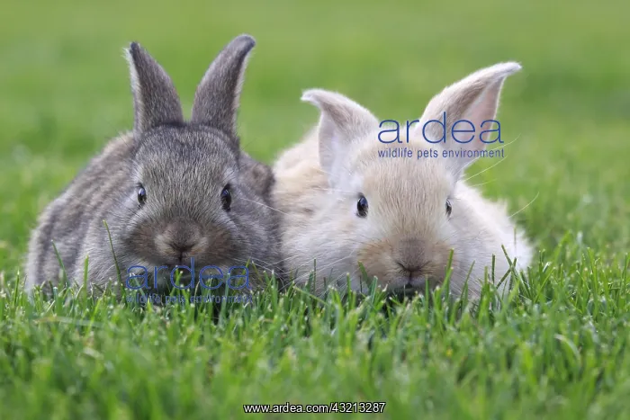 : Young domestic rabbits in grass France : Young domestic rabbits in grass France