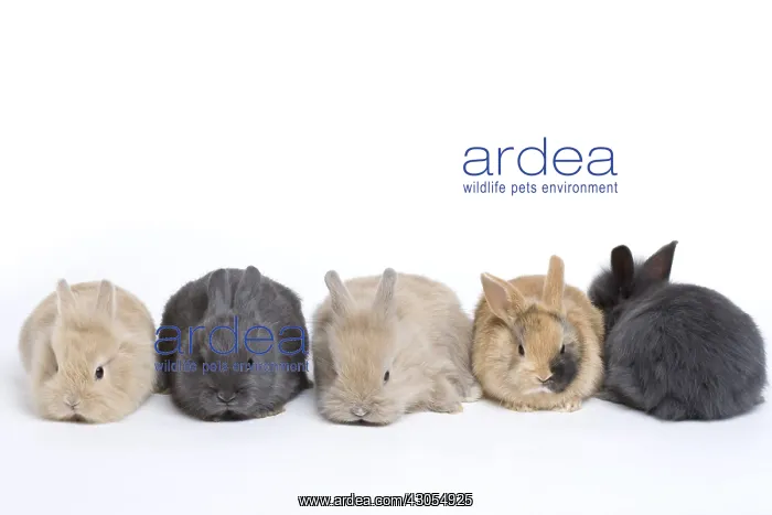 : Young domestic rabbits on a white background : Young domestic rabbits on a white background