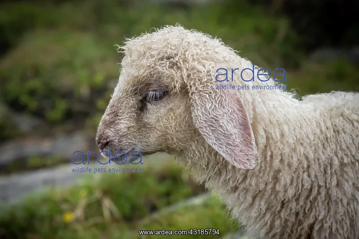 : Young domestic sheep, portrait, Berliner Hnhenweg : Young domestic sheep, portrait, Berliner Hnhenweg
