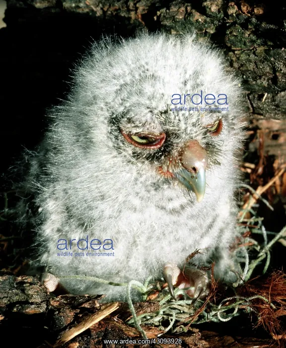: Young, downy Screech Owl (Otis asio) : Young, downy Screech Owl (Otis asio)