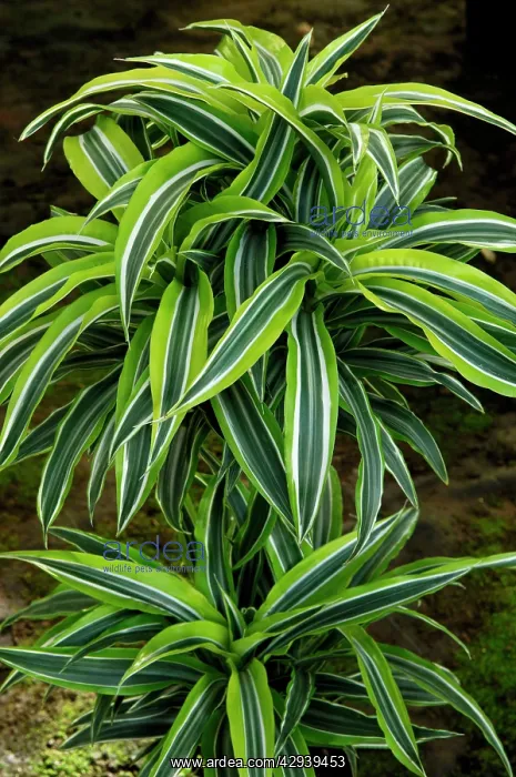 : A young Dracaena plant - a nursery cultivar development : A young Dracaena plant - a nursery cultivar development