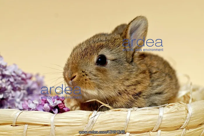 : Young Dwarf Rabbit, 4 weeks old, sitting in a basket : Young Dwarf Rabbit, 4 weeks old, sitting in a basket