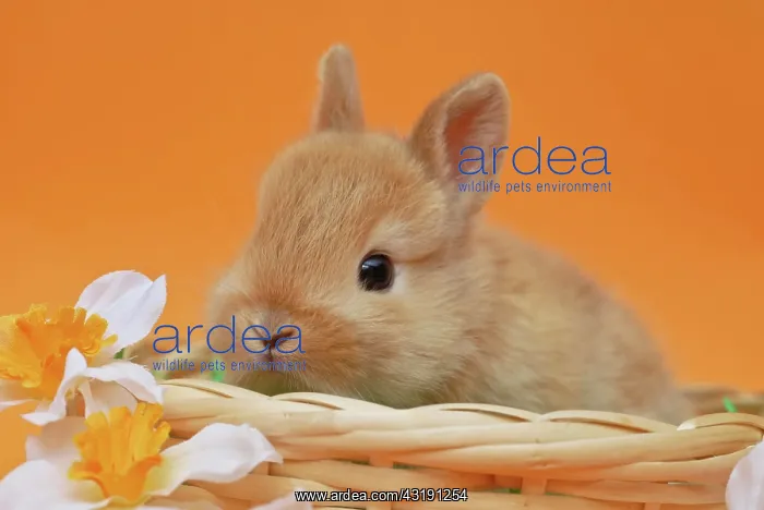 : Young Dwarf Rabbit, 4 weeks old, sitting in a wicker : Young Dwarf Rabbit, 4 weeks old, sitting in a wicker