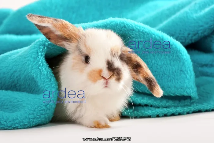  : Young dwarf rabbit, dwarf ram, lying under blanket