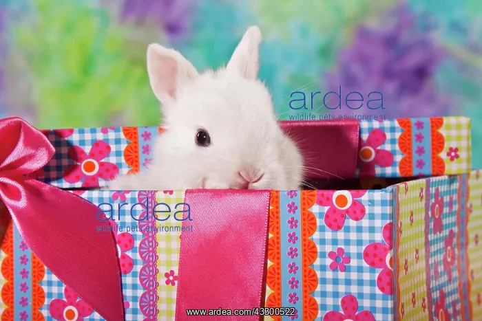 : Young dwarf rabbit in a gift box : Young dwarf rabbit in a gift box