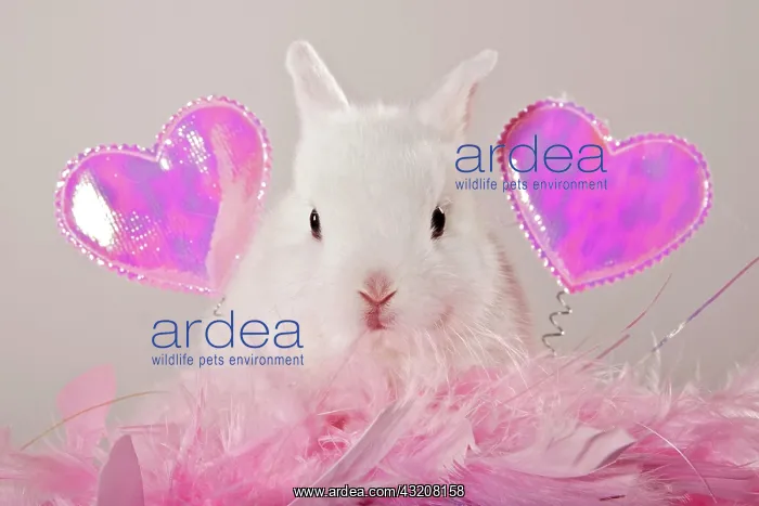 : Young dwarf rabbit with pink hearts and feathers : Young dwarf rabbit with pink hearts and feathers