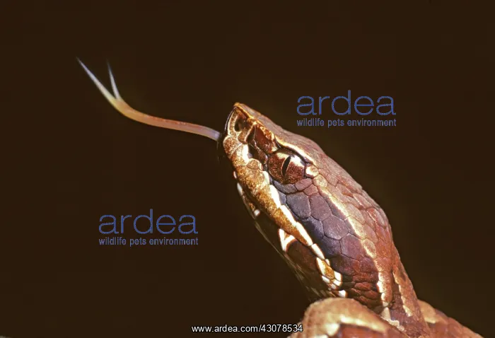 : Young Eastern Cottonmouth : Young Eastern Cottonmouth