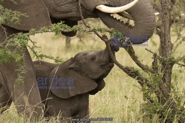 : Young Elephant - feeding with an adult - Kenya, Africa : Young Elephant - feeding with an adult - Kenya, Africa