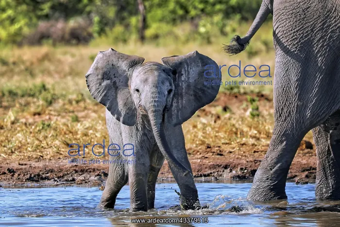 : Young elephant (Loxodonta africana), Etosha National : Young elephant (Loxodonta africana), Etosha National