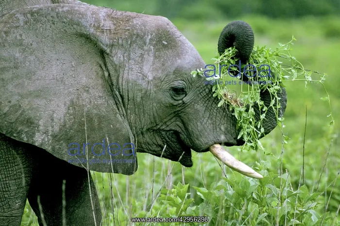 : Young Elephant - Playing with food : Young Elephant - Playing with food