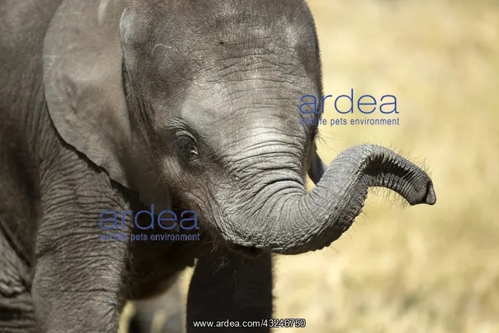 : Young Elephant - playing with its trunk - Botswana, Africa : Young Elephant - playing with its trunk - Botswana, Africa