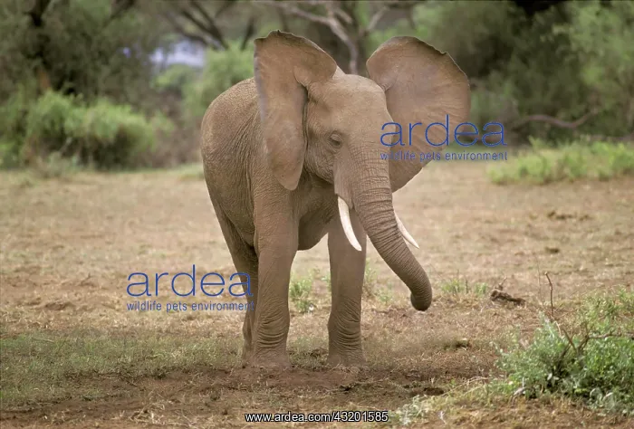 : Young elephant with waving ears, Amboseli National : Young elephant with waving ears, Amboseli National