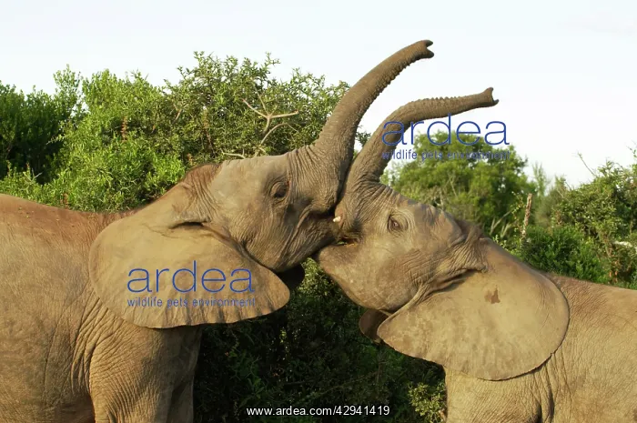 : Young Elephants Sparing : Young Elephants Sparing
