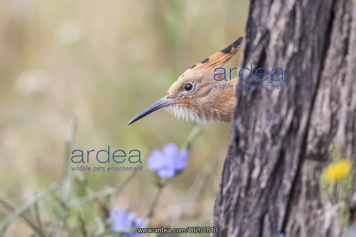 : Young Euarasian Hoopoe (Upupa epops) peering ou : Young Euarasian Hoopoe (Upupa epops) peering ou