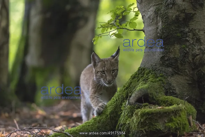 : One young Eurasian lynx, (Lynx lynx) : One young Eurasian lynx, (Lynx lynx)