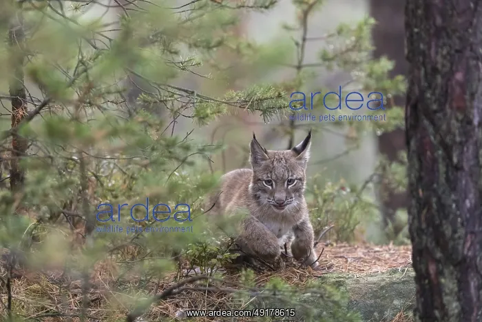 : One young Eurasian lynx, (Lynx lynx) : One young Eurasian lynx, (Lynx lynx)