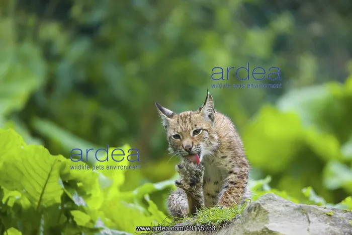 : A young Eurasian lynx, (Lynx lynx) sits on a rock : A young Eurasian lynx, (Lynx lynx) sits on a rock