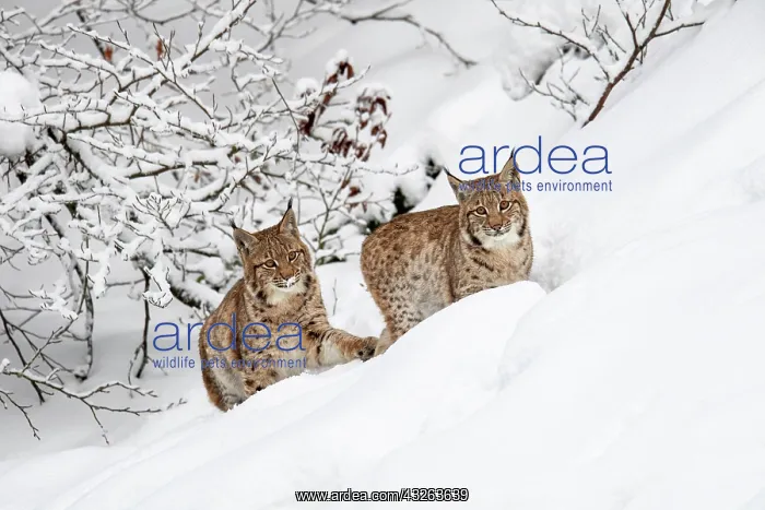  : Two young Eurasian lynxes (Lynx lynx), running in