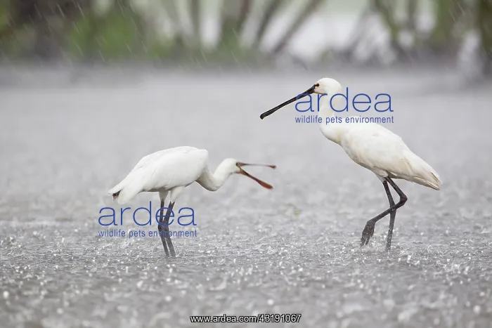 : Young Eurasian spoonbill (Platalea leucorodia) begging by parent in rainfall : Young Eurasian spoonbill (Platalea leucorodia) begging by parent in rainfall