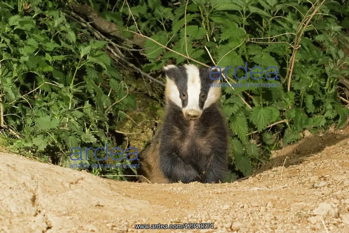 : Young European badger - emerging from sett : Young European badger - emerging from sett