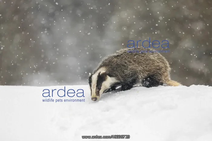 : One young European badger (Meles meles) walking through deep : One young European badger (Meles meles) walking through deep