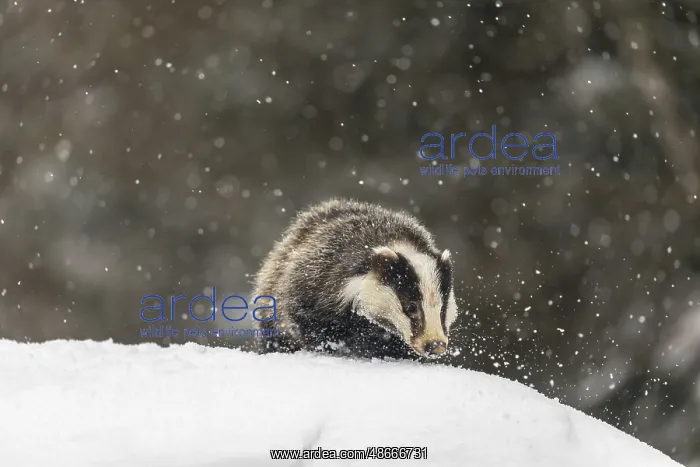 : One young European badger (Meles meles) walking through deep : One young European badger (Meles meles) walking through deep