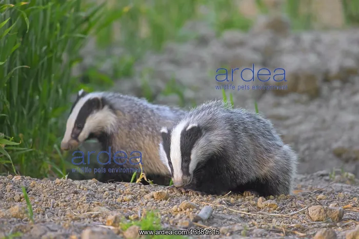 : Two young European badgers (Meles meles) juveniles : Two young European badgers (Meles meles) juveniles