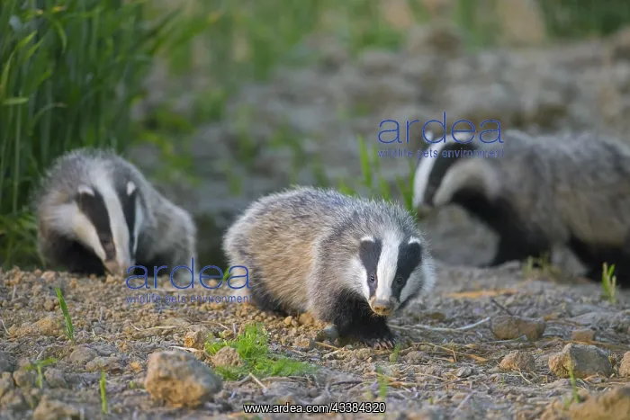 : Three young European badgers (Meles meles) juveniles : Three young European badgers (Meles meles) juveniles