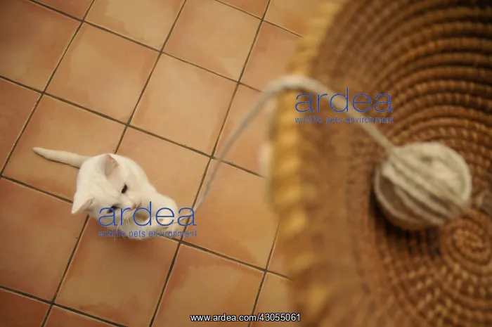 : Young European cat playing with string France : Young European cat playing with string France