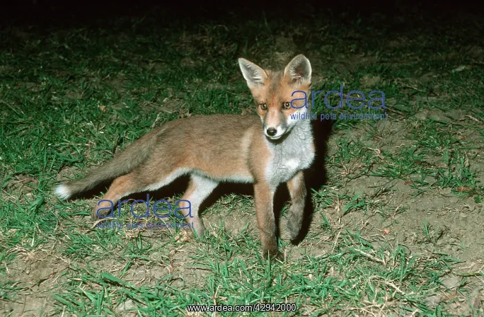  : Young European fox