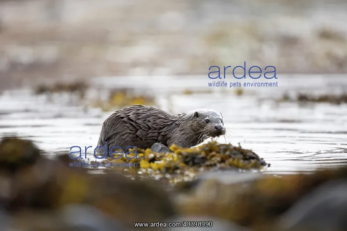 : Young European otter (Lutra lutra) fishing in a : Young European otter (Lutra lutra) fishing in a
