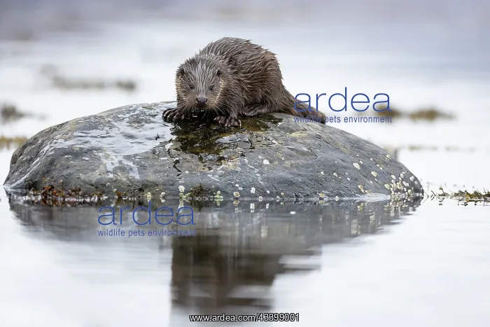  : Young European otter (Lutra lutra) fishing in a