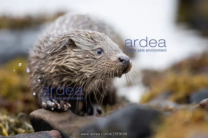 : Young European otter (Lutra lutra) fishing in a : Young European otter (Lutra lutra) fishing in a
