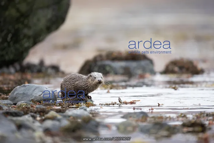 : Young European otter (Lutra lutra) fishing in a : Young European otter (Lutra lutra) fishing in a