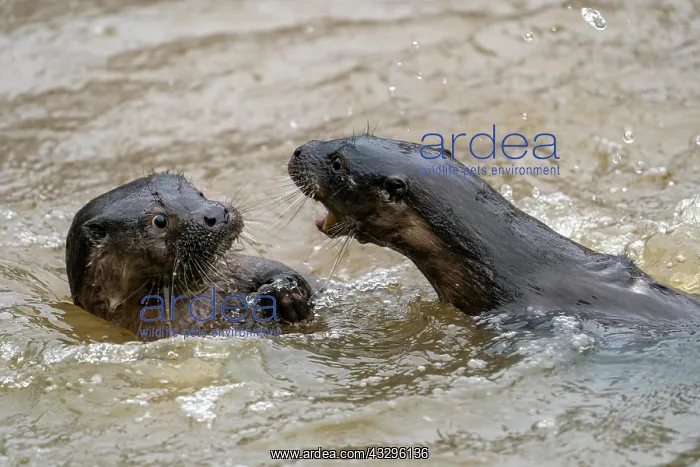 : Two young european otter (Lutra lutra), playing : Two young european otter (Lutra lutra), playing
