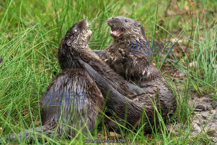 : Two young european otter (Lutra lutra), playing : Two young european otter (Lutra lutra), playing
