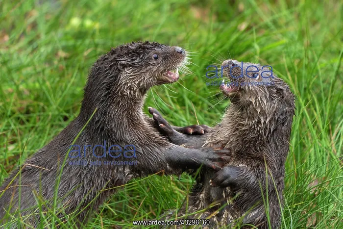 : Two young european otter (Lutra lutra), playing : Two young european otter (Lutra lutra), playing