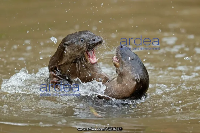 : Two young european otter (Lutra lutra), playing : Two young european otter (Lutra lutra), playing
