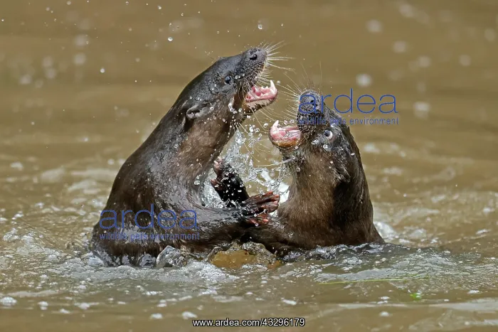 : Two young european otter (Lutra lutra), playing : Two young european otter (Lutra lutra), playing