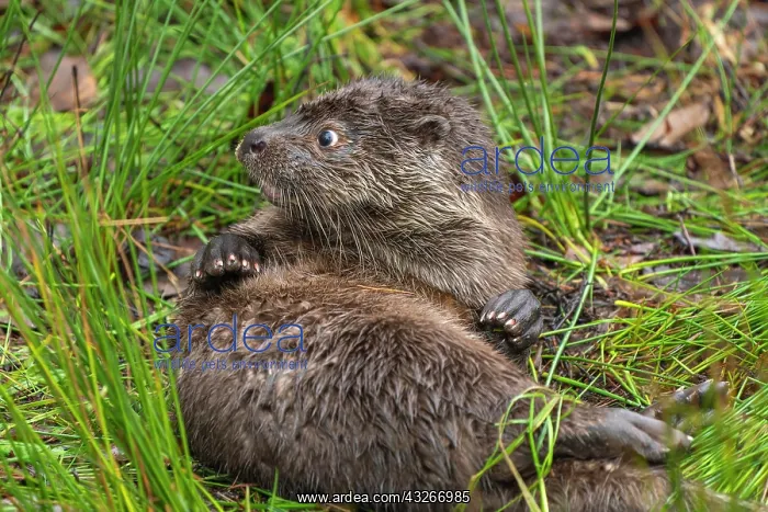 : Young european otter (Lutra lutra), at a pond, captive : Young european otter (Lutra lutra), at a pond, captive