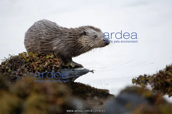 : Young European otter (Lutra lutra) sitting on a : Young European otter (Lutra lutra) sitting on a