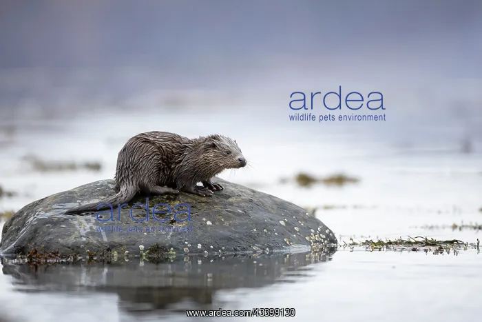 : Young European otter (Lutra lutra) sitting on a : Young European otter (Lutra lutra) sitting on a