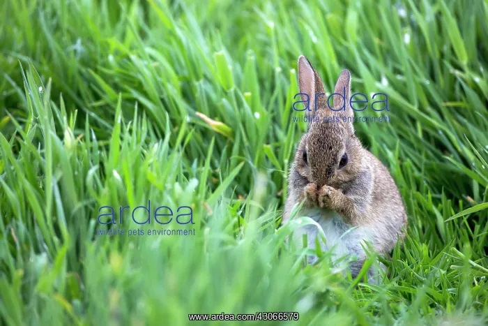 : Young European rabbit (Oryctolagus cuniculus) in : Young European rabbit (Oryctolagus cuniculus) in
