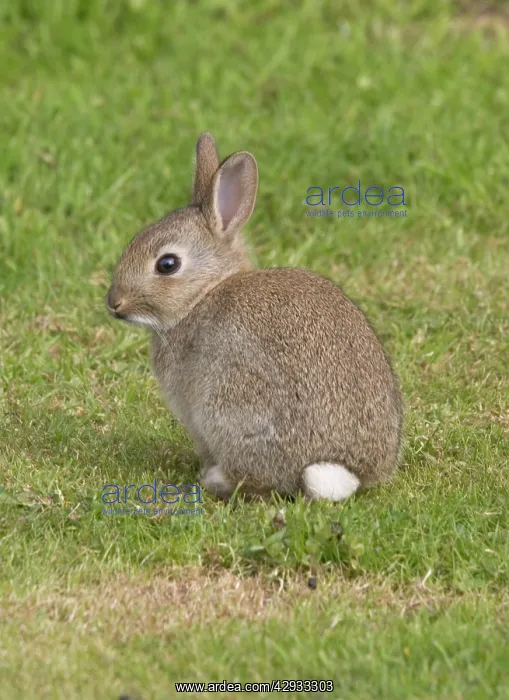 : Young European rabbit in sand dunes : Young European rabbit in sand dunes