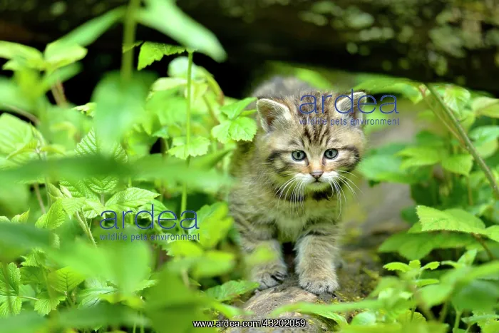 : Young European wildcat (Felis silvestris silvestris) : Young European wildcat (Felis silvestris silvestris)