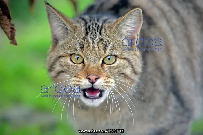 : Young European Wildcat about ten months, portrait : Young European Wildcat about ten months, portrait