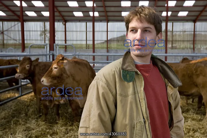  : Young farmer among Limousine cows in stall