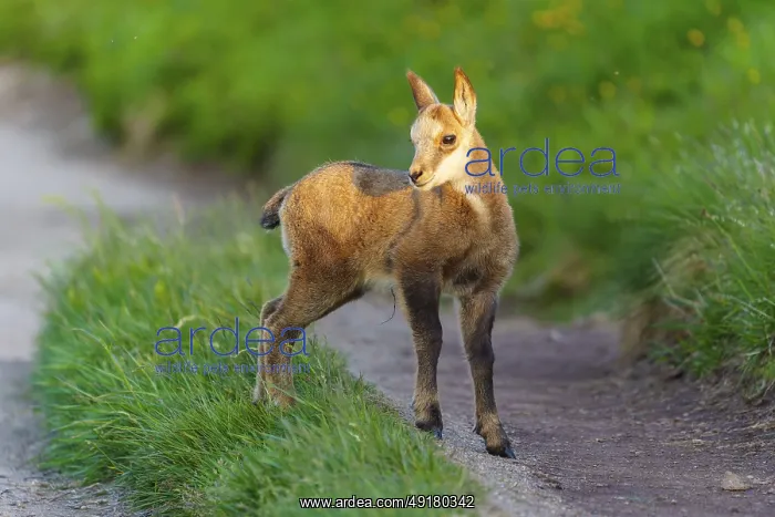 : A young fawn on a path between lush : A young fawn on a path between lush