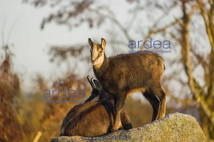 : A young female chamois (Rupicapra rupicapra) standing on a rock : A young female chamois (Rupicapra rupicapra) standing on a rock